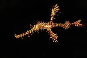 Paradoxus: Ornate Ghost Pipefish