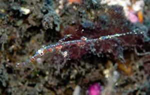Paradoxus: Ornate Ghost Pipefish
