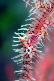 Pipefish: Ornate Ghost Pipefish