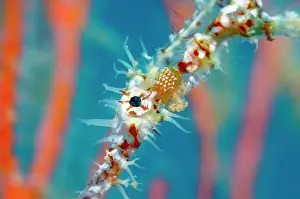 Pipefish: Ornate Ghost Pipefish