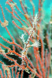 Pipefish: Ornate Ghost Pipefish
