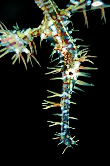 Pipefish: Ornate Ghost Pipefish