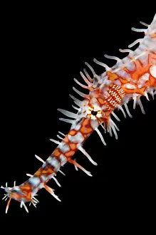 Pipefish: Ornate Ghost Pipefish