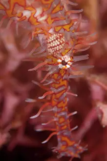 Pipefish: Ornate Ghost Pipefish