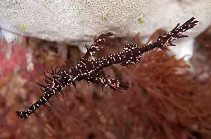 Pipefish: Ornate Ghost Pipefish