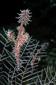 Pipefish: Ornate Ghost Pipefish