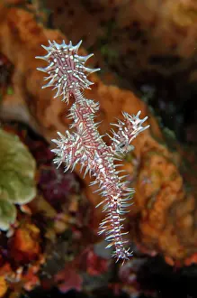 Pipefish: Ornate Ghost Pipefish