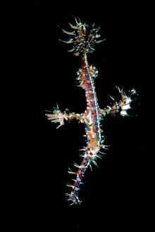 Pipefish: Ornate Ghost Pipefish