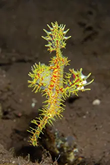 Pipefish: Ornate Ghost Pipefish