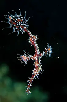 Syngnathiformes: Ornate Ghost Pipefish - Batu Kelebit dive site