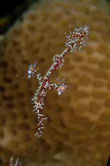 Syngnathiformes: Ornate Ghost Pipefish - Batu Kelebit dive site