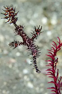 Pipefish: Ornate Ghost Pipefish - by Crinoid (Comatulida Order)