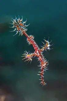 Pipefish: Ornate Ghost Pipefish - Japanese Wreck dive site