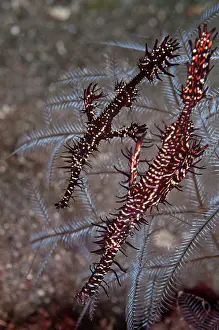 Pipefish: Ornate Ghost Pipefish - pair