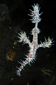 Pipefish: Ornate Ghost Pipefish - Sagea Jetty dive site, Weda
