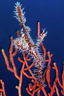 Concealment: Ornate ghost pipefish, Solenostomus paradoxus, Walindi, West
