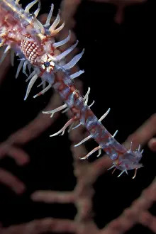Concealment: Ornate ghost pipefish, Solenostomus paradoxus, Walindi, West