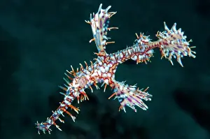 Syngnathiformes: Ornate ghost pipefish (Solenostomus paradoxus)
