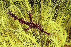 Pipefish: Ornate ghost pipefish (Solenostomus paradoxus) in