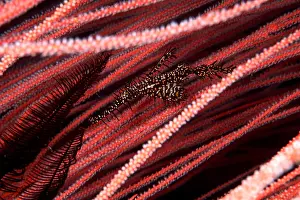 Pipefish: Ornate ghost pipefish, Solenostomus paradoxus between red se