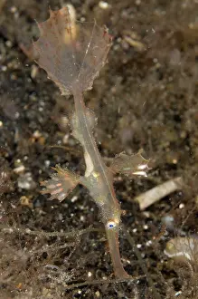 Paradoxus: Ornate Ghost Pipefish Transparent Juvenile