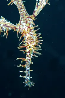 Appendage: Ornate Ghostpipefish
