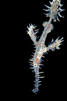 Appendage: Ornate Ghostpipefish Angel's Window dive site, Lembeh