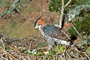 Spizaetus: Ornate Hawk-eagle at nest with young