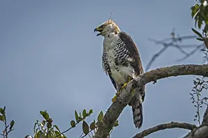 110119: Ornate Hawk-Eagle (Spizaetus ornatus) juvenile