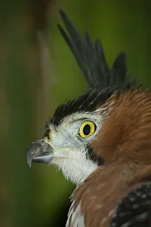 Mary: Ornate Hawk Eagle, Spizaetus ornatus, watching