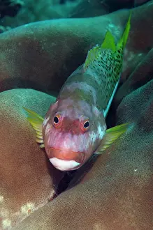 Half: Ornate Hawkfish