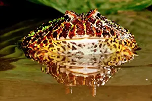 Anuran: Ornate Horn Frog, Ceratophrys ornata, Native