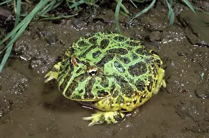 Leptodactylidae: Ornate Horned Frog