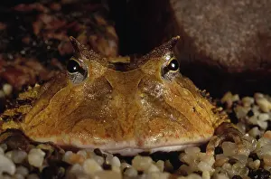 Leptodactylidae: Ornate Horned Frog