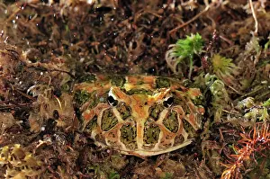 Argentinean: Ornate Horned Frog Argentinean Horned Frog