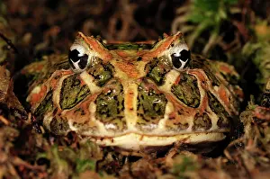 Argentinean: Ornate Horned Frog Argentinean Horned Frog