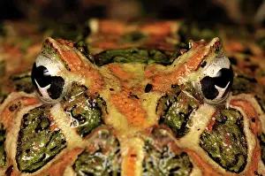 Argentinean: Ornate Horned Frog Argentinean Horned Frog