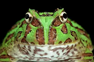 Ceratophrys: Ornate Horned Frog (Ceratophrys ornata), pepermint