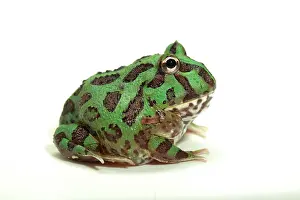 Ceratophrys: Ornate Horned Frog (Ceratophrys ornata), pepermint