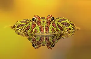 Ceratophrys: Ornate Horned Frog in pool with reflection