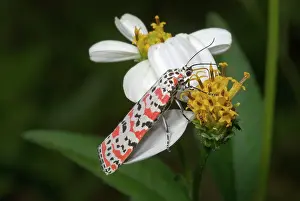 Bella: Ornate Moth (Utetheisa ornatrix)