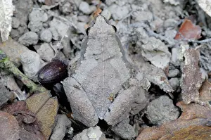Concealment: Ornate narrow-mouthed frog