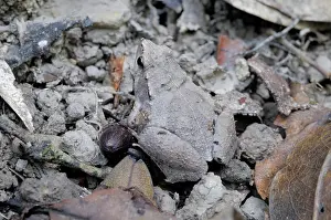 Concealment: Ornate Narrow-Mouthed Frog