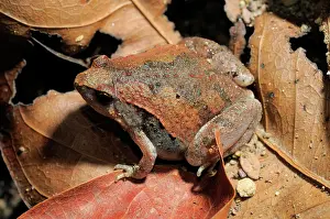 Cambodian: Ornate Narrow-Mouthed Frog