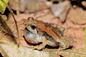 Laotian: Ornate narrow-mouthed frog