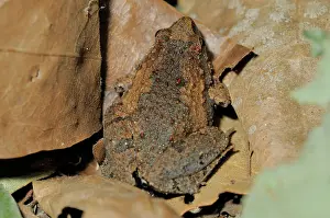 Concealment: Ornate Narrow-Mouthed Frog