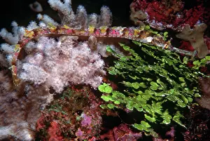 Macrorhynchus: Ornate Pipe fish - Hiding in soft coral and calcaeous algae
