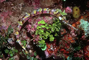 Sponges: Ornate Pipefish - Hiding against sponges and Calcareous