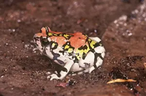 Microhylidae: Ornate Rain Frog