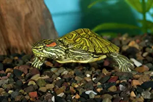 Chelonian: Ornate Red Ear Slider, Trachemys scripta